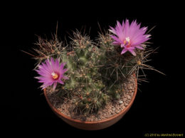 Coryphantha macromeris 977